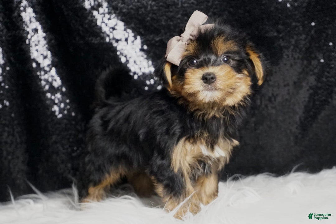 Morkie dogs for sale: Tucket - Image 3