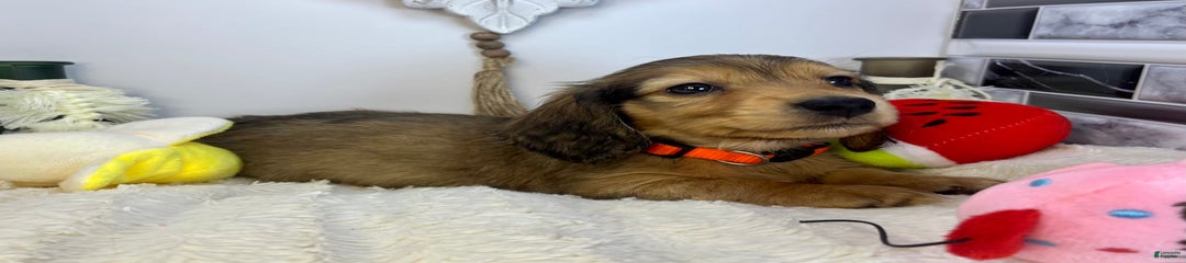 Rex