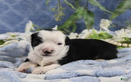 Miniature Australian Shepherd dogs for sale: Axel Toy - Image 47