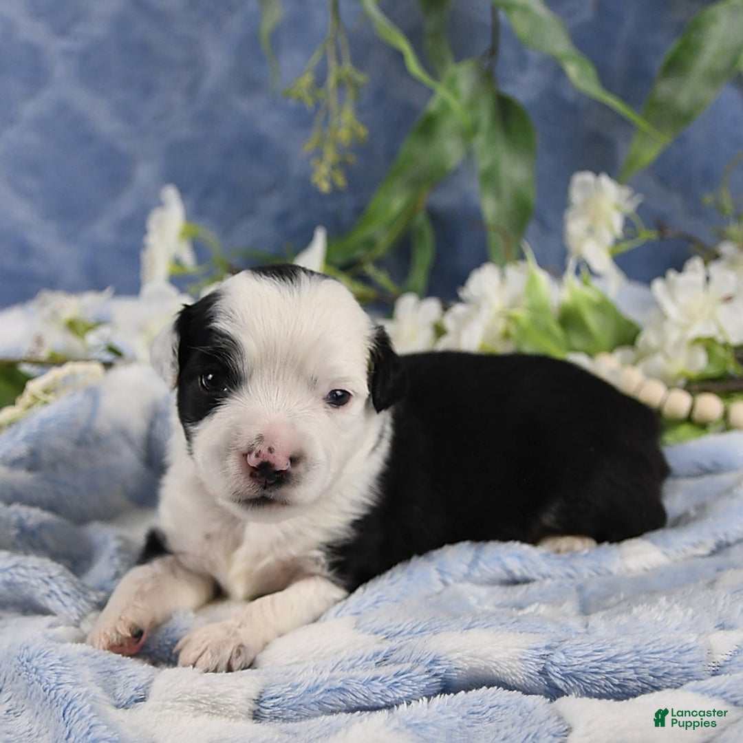 Miniature Australian Shepherd dogs for sale: Axel Toy - Image 47