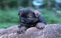 German Shepherd dogs for sale: Kora - Image 3