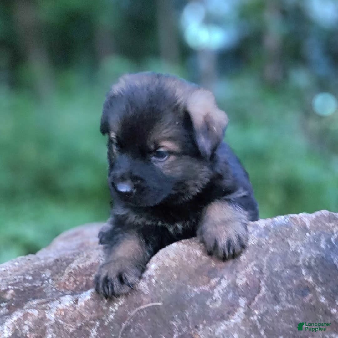 German Shepherd dogs for sale: Kora - Image 3