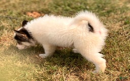 Pomsky dogs for sale: Sweet Girlie - Image 13