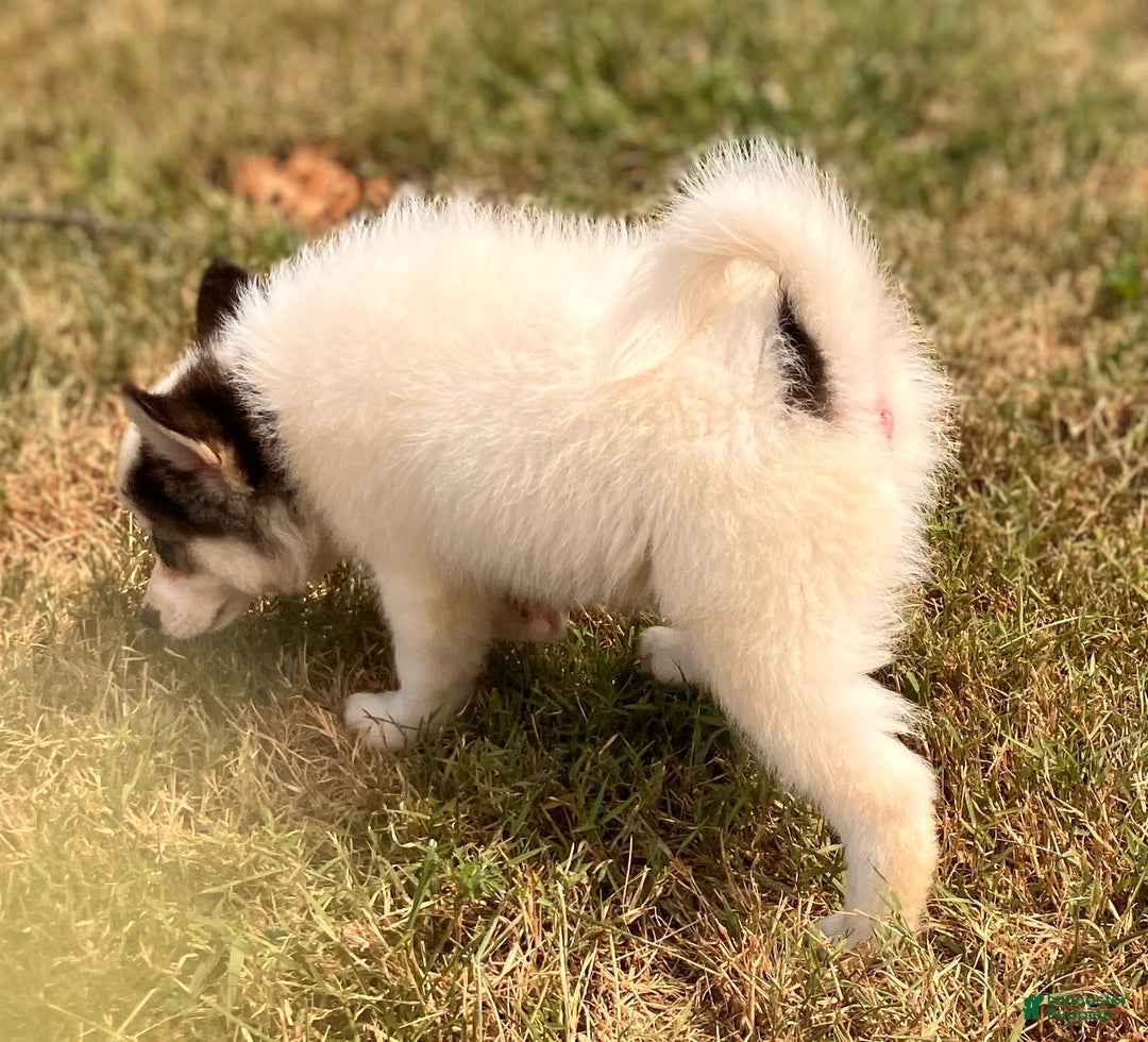 Pomsky dogs for sale: Sweet Girlie - Image 13