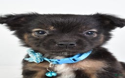 French Bulldog dogs for sale: Clifford - Image 6