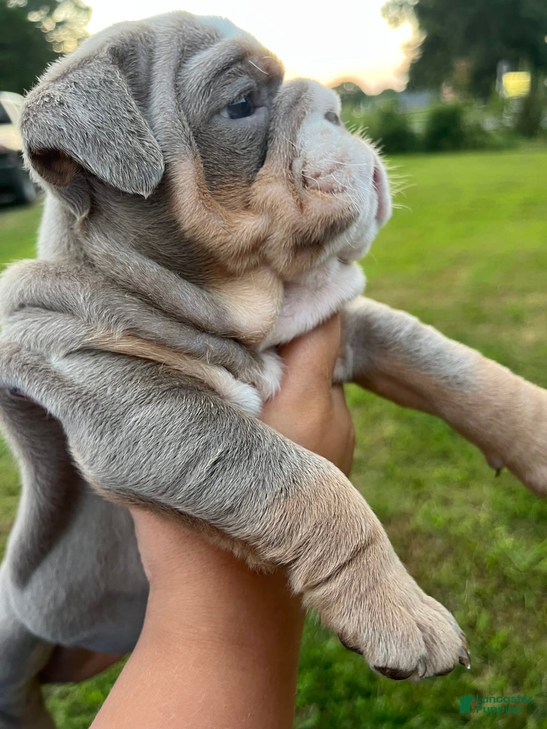 English Bulldog dogs for sale: Lavender - Image 2