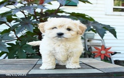 Shihpoo dogs for sale: Finn - Image 2