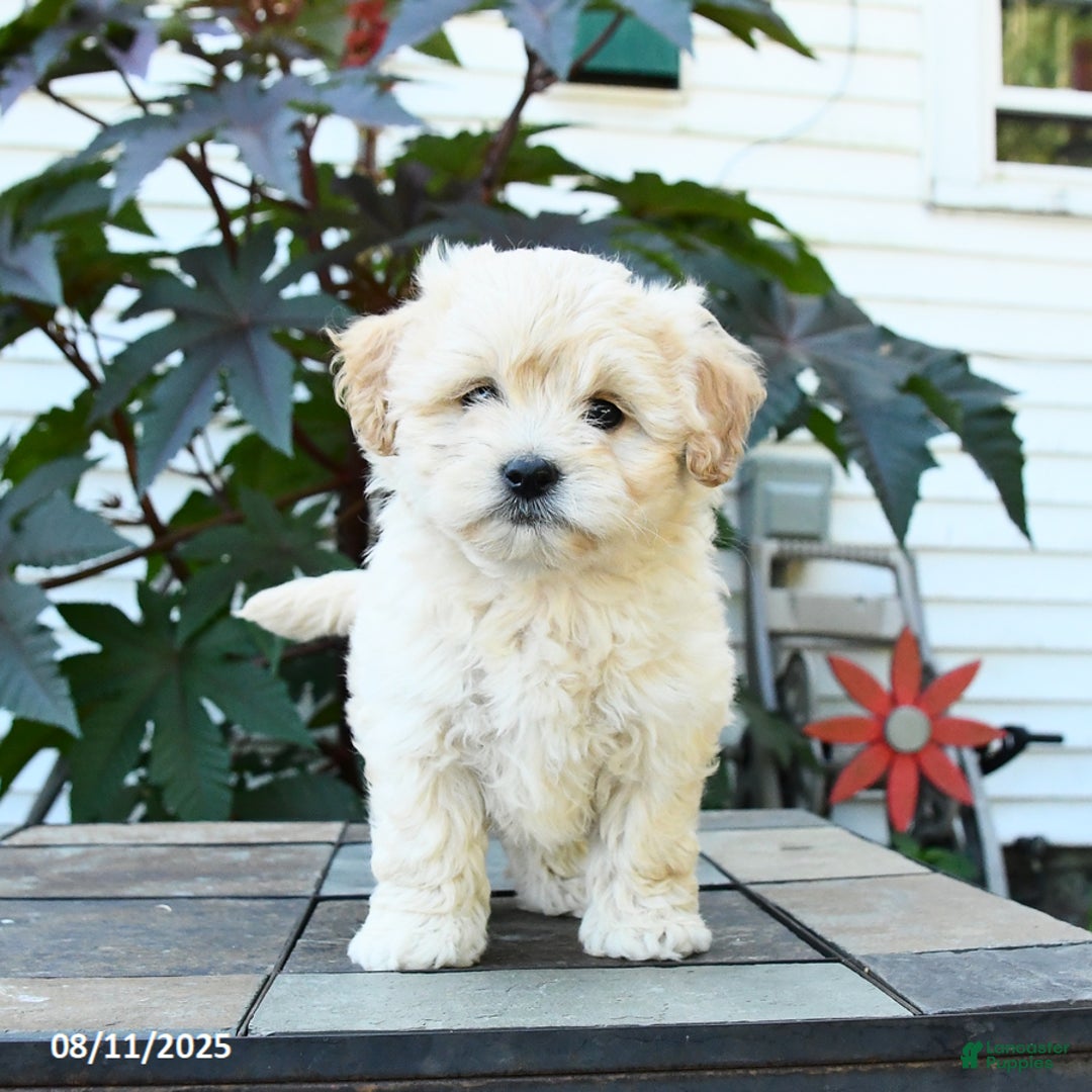 Shihpoo dogs for sale: Finn - Image 2