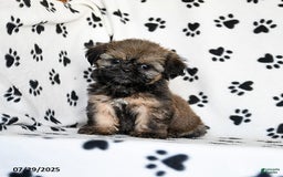 Shih Tzu dogs for sale: Poppy - Image 2