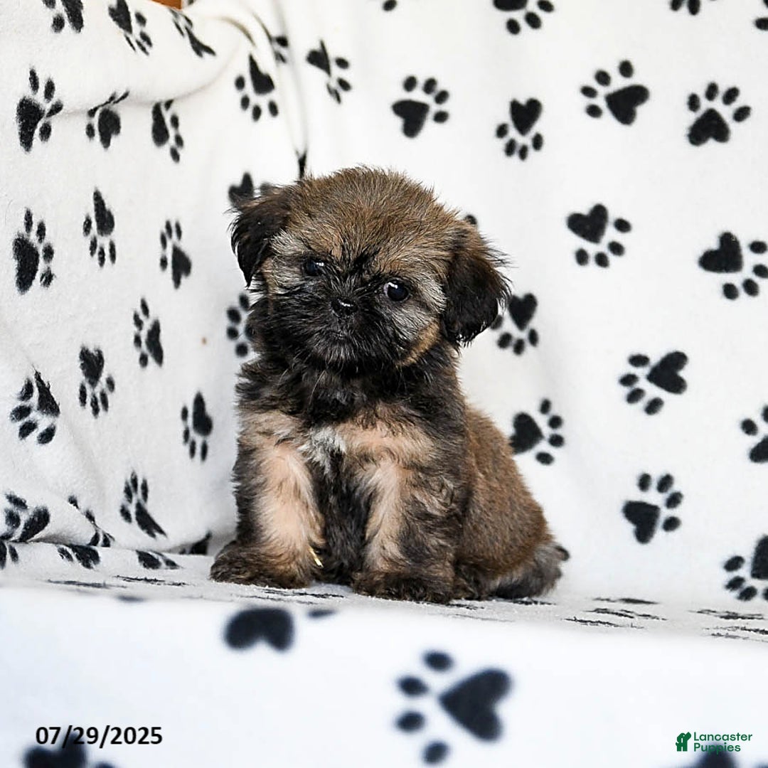 Shih Tzu dogs for sale: Poppy - Image 2