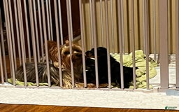 Yorkshire Terrier dogs for sale: Yankee - Image 2