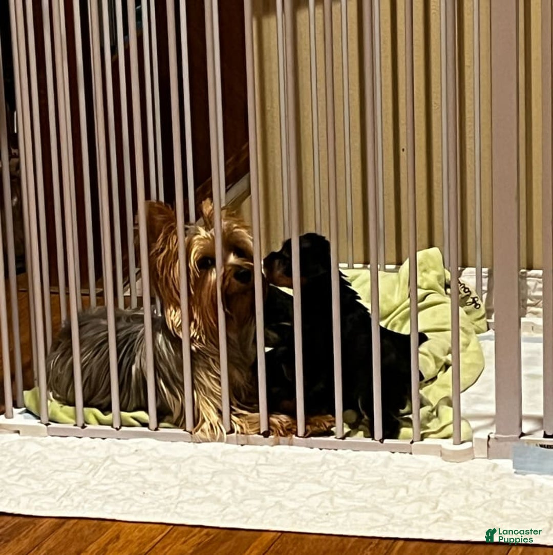 Yorkshire Terrier dogs for sale: Yankee - Image 2