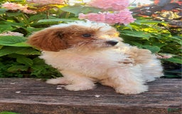 Cavapoo dogs for sale: Justice - Image 2