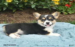 Welsh Corgi Pembroke dogs for sale: Cayenne - Image 3