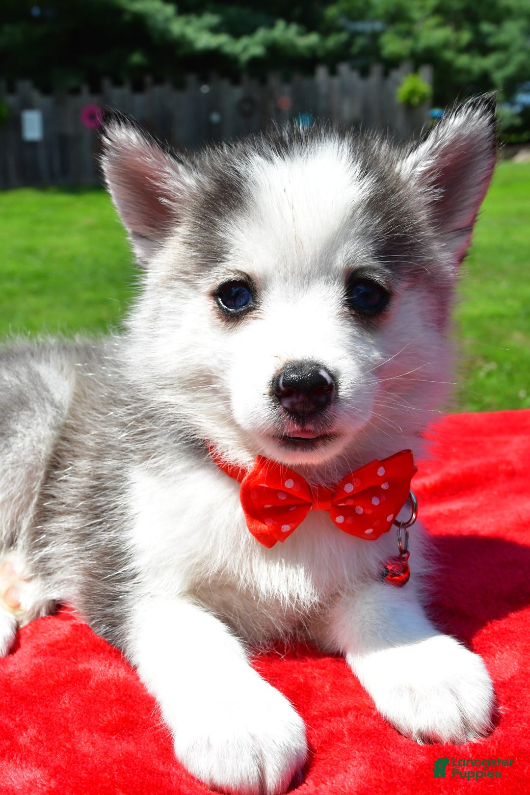 Pomsky dogs for sale: Carson - Image 3