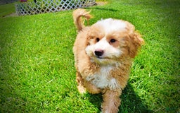 Havapoo dogs for sale: Whisky - Image 8
