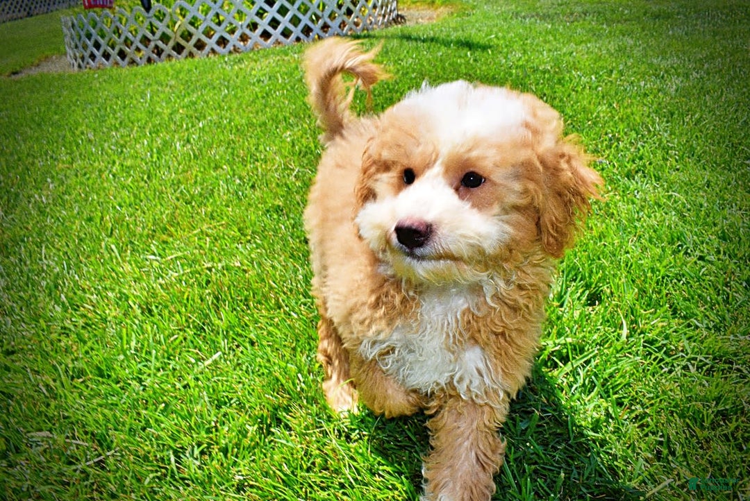 Havapoo dogs for sale: Whisky - Image 8