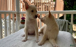Shiba Inu dogs for sale: Pinky - Image 1