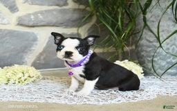 Boston Terrier dogs for sale: Winnie Blue Eye - Image 1