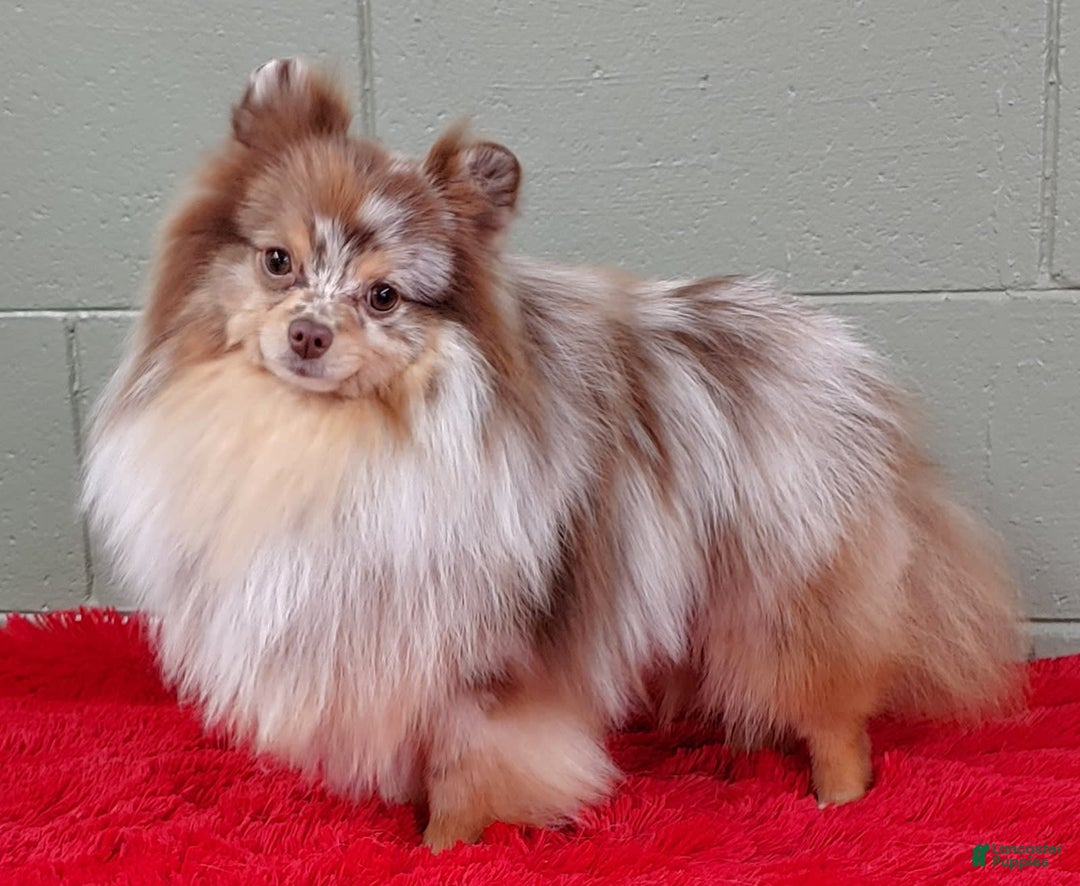 Pomeranian dogs for sale: Santiago - Image 6