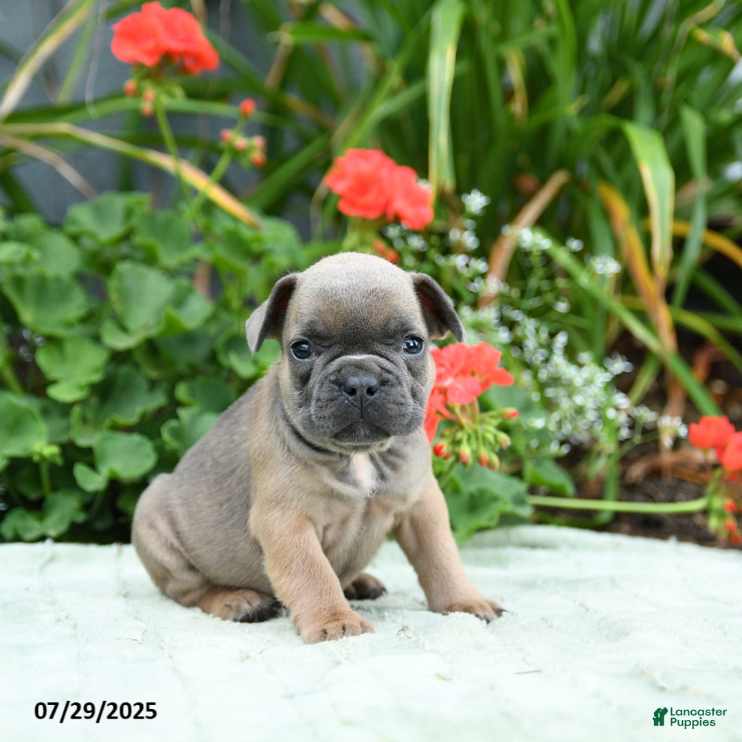 French Bulldog dogs for sale: Bluebell - Image 5