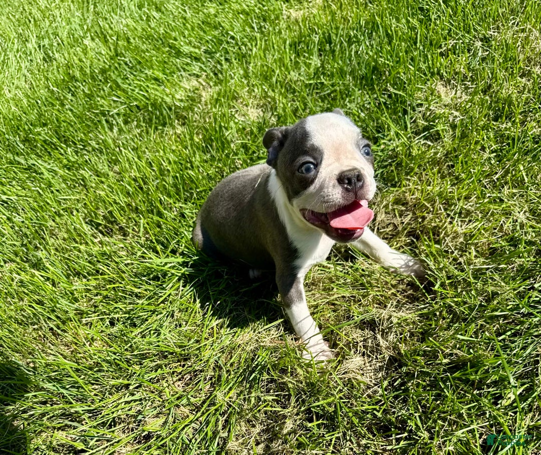 Boston Terrier dogs for sale: Lisa - Image 8