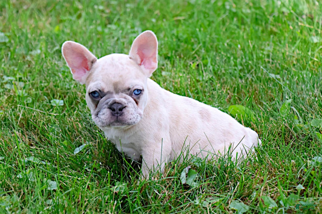 French Bulldog dogs for sale: Angie - Image 7