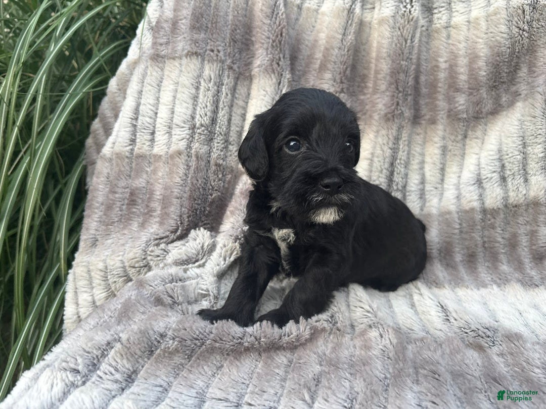 Schnoodle dogs for sale: Raleigh - Image 1