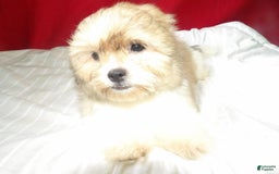 Teddy Bear dogs for sale: Star - Image 2