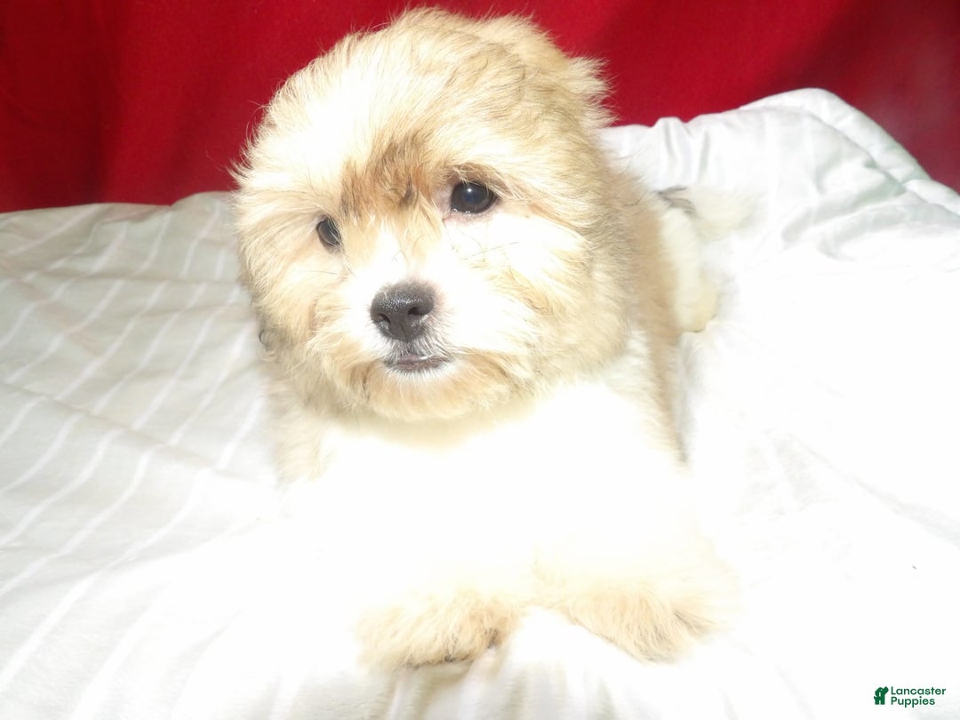 Teddy Bear dogs for sale: Star - Image 2