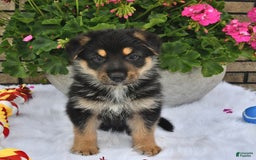 German Shepherd dogs for sale: Bear - Image 4