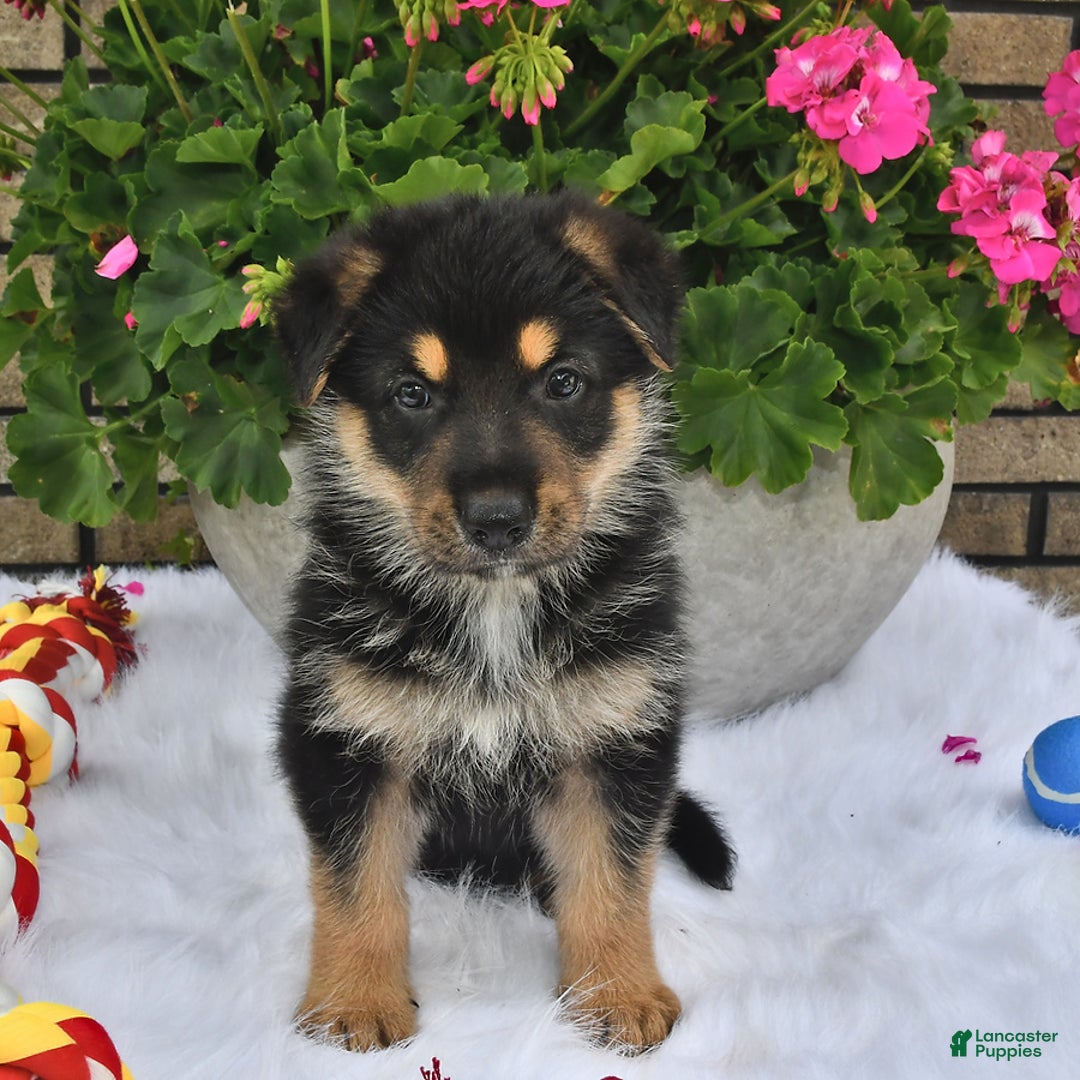 German Shepherd dogs for sale: Bear - Image 4