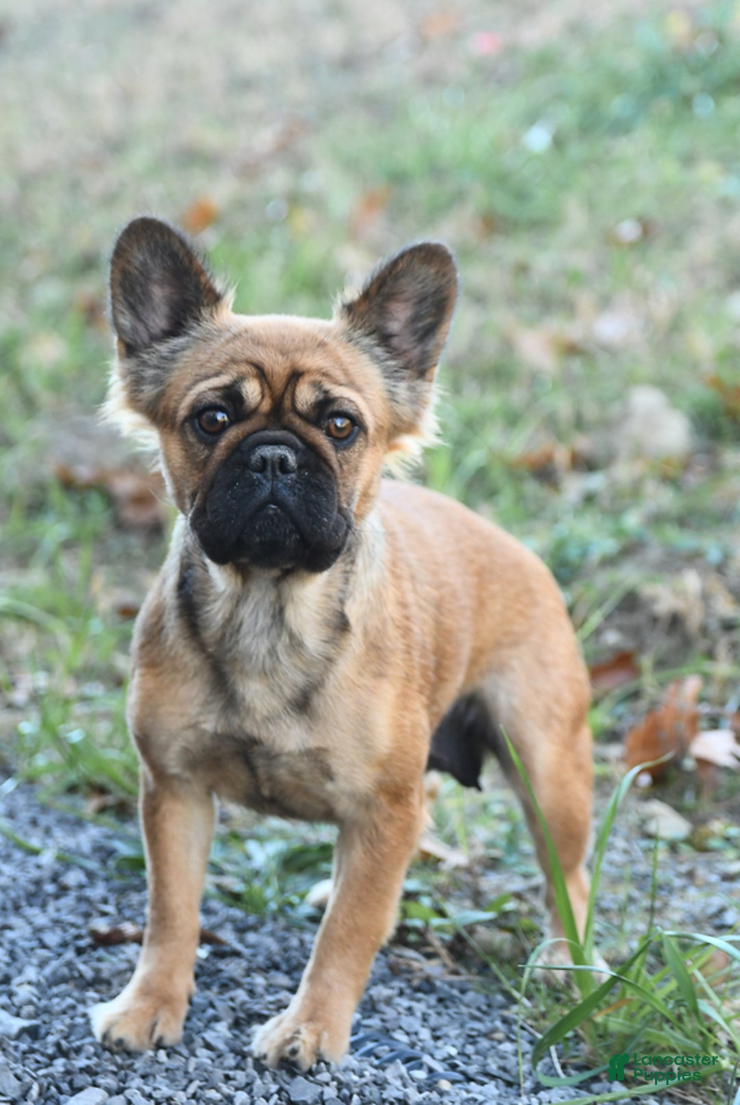 French Bulldog dogs for sale: Felix - Image 6