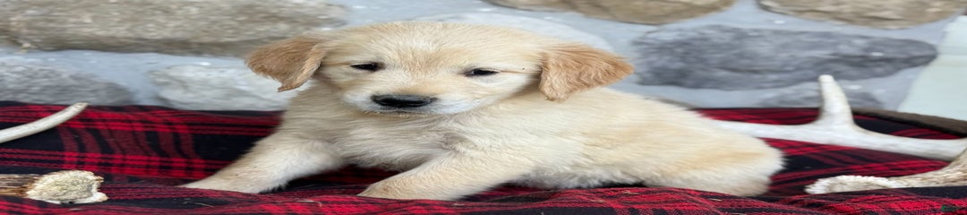 Sammy