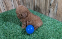 Miniature Poodle dogs for sale: Little Honey Boy - Image 3