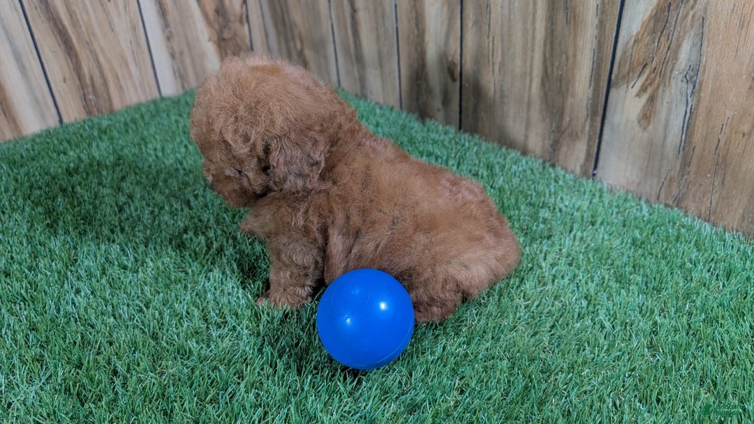 Miniature Poodle dogs for sale: Little Honey Boy - Image 3