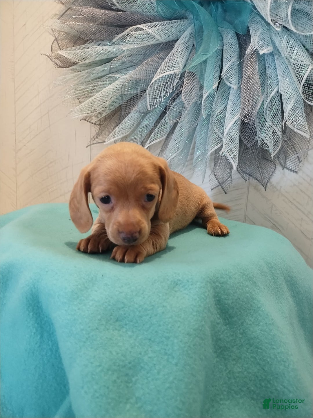 Shihpoo dogs for sale: Noelle - Image 2