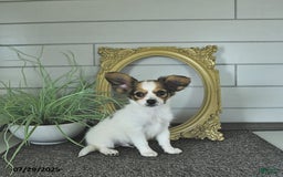 Papillon dogs for sale: Blake - Image 9