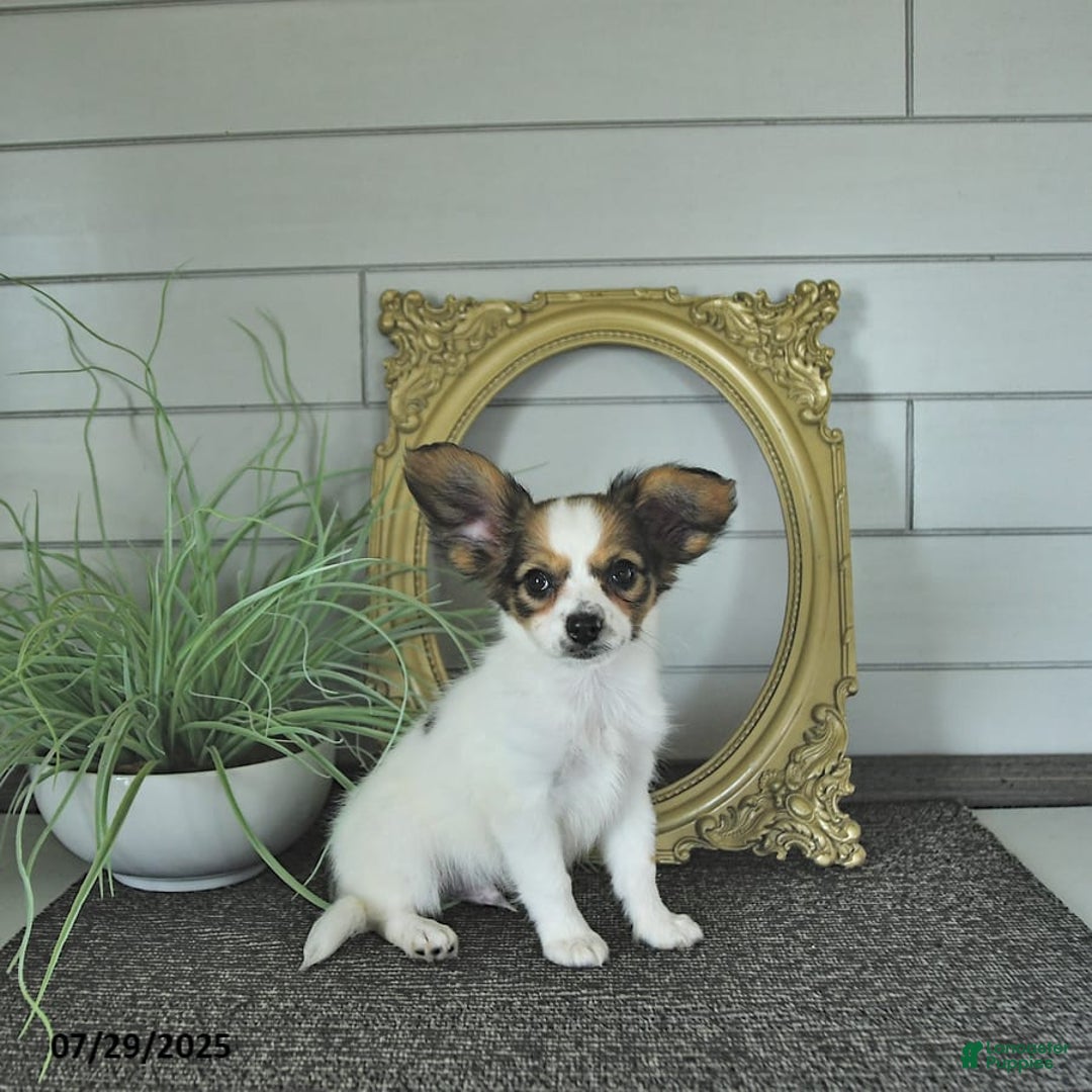 Papillon dogs for sale: Blake - Image 9