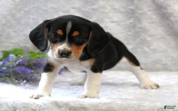 Beagle dogs for sale: Whitley - Image 1