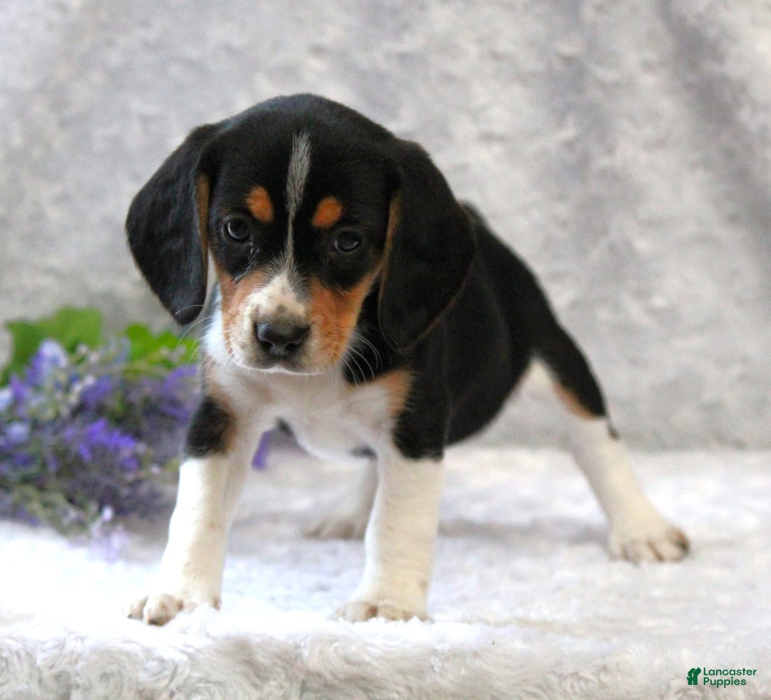Beagle dogs for sale: Whitley - Image 1