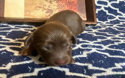 Dachshund dogs for sale: Molly - Image 1