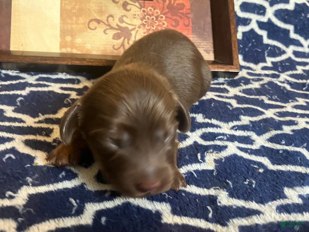 Dachshund dogs for sale: Molly - Image 1
