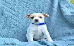 Toy Fox Terrier dogs for sale: Sailor - Image 1