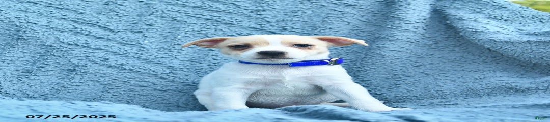 Sailor