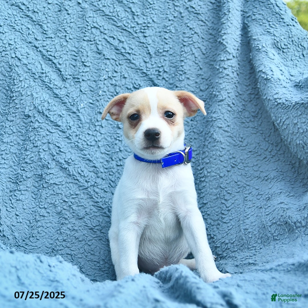 Toy Fox Terrier dogs for sale: Sailor - Image 1