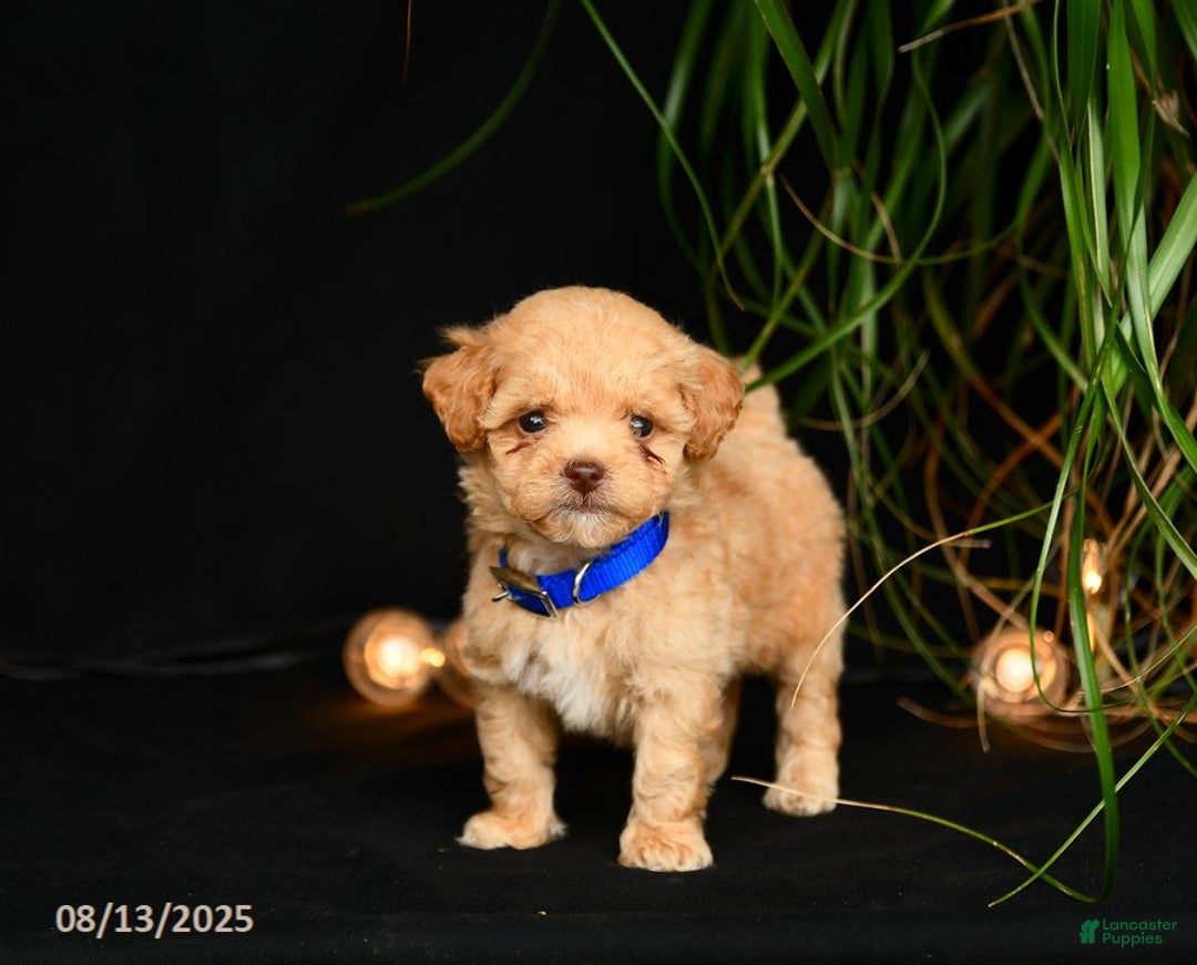 Teddy Bear dogs for sale: Ridley - Image 4