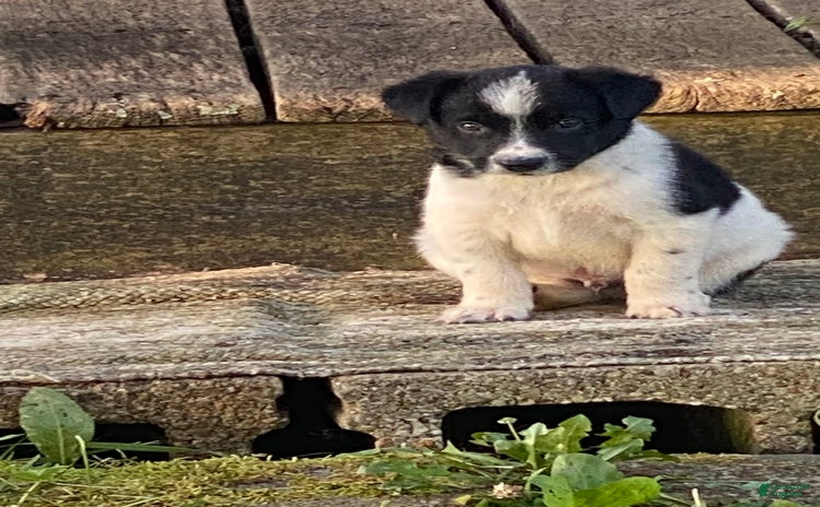 Border Collie dogs for sale - Ad 1