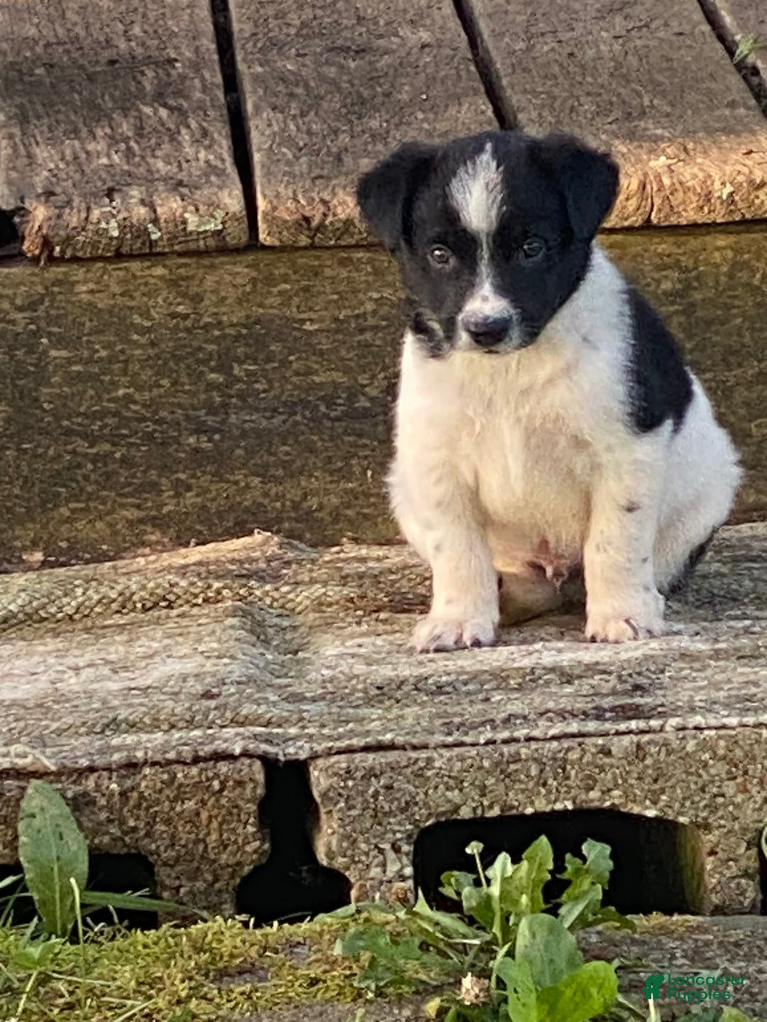 Border Collie dogs for sale: Rocky - Image 1