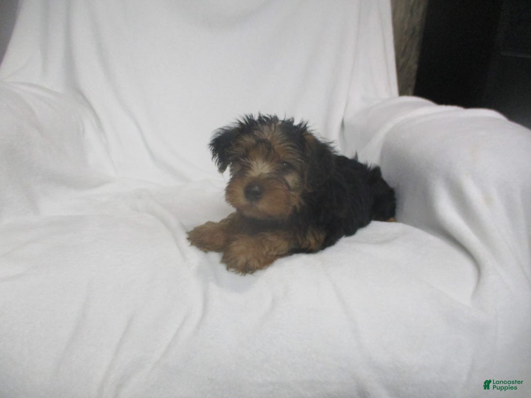 Yorkshire Terrier dogs for sale: Tank - Image 16